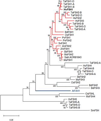 Downregulation of barley ferulate 5-hydroxylase dramatically alters straw lignin structure without impact on mechanical properties